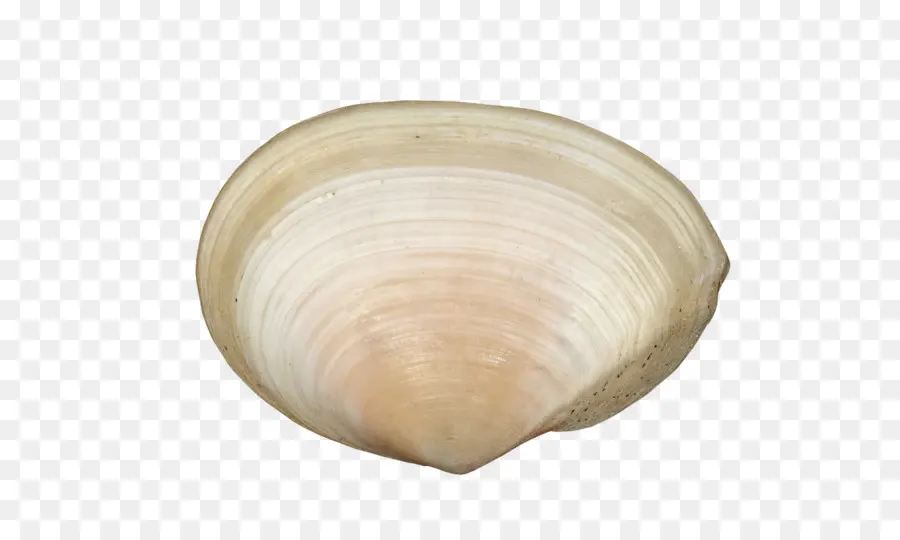 Concha De Molusco，Concha PNG