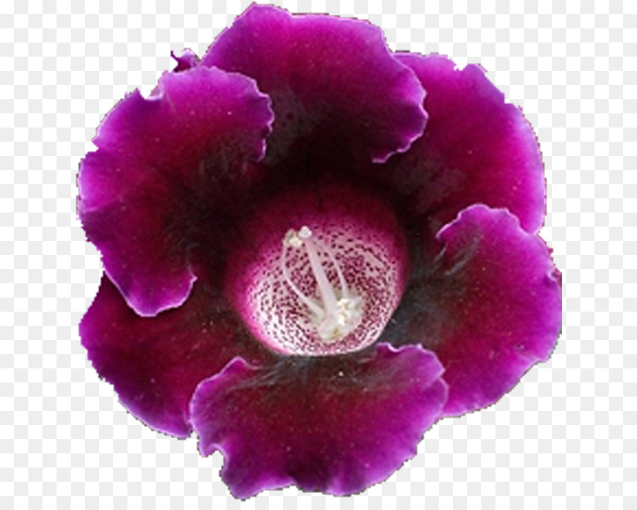 Flor Vermelha，Flor PNG