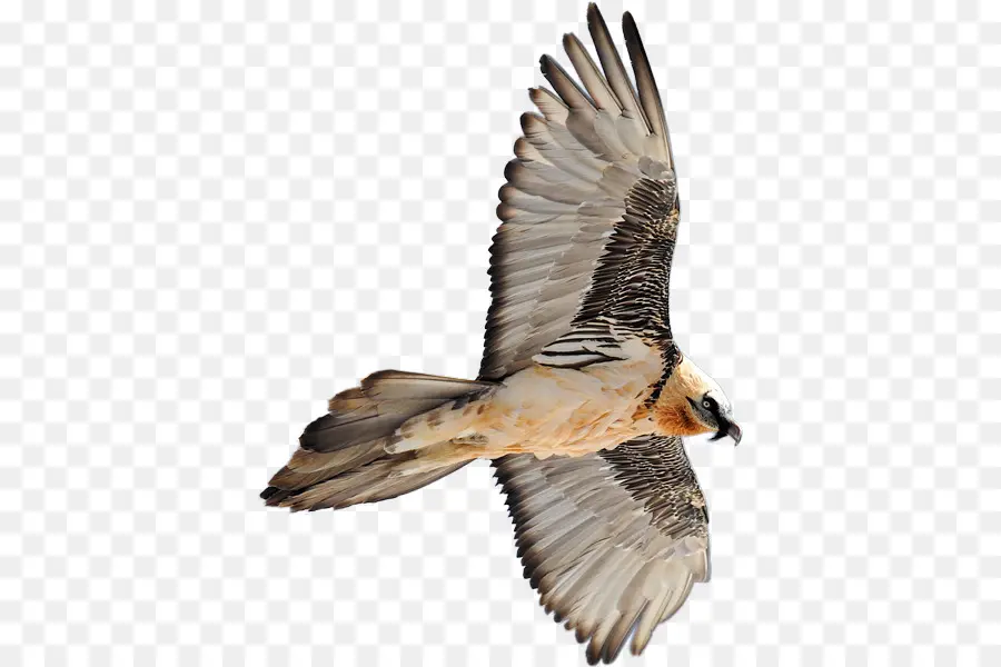 Falcão，Aves PNG