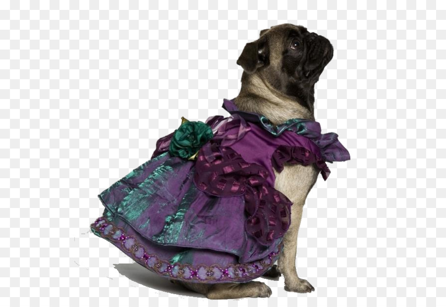 Pug，Raça Do Cão PNG