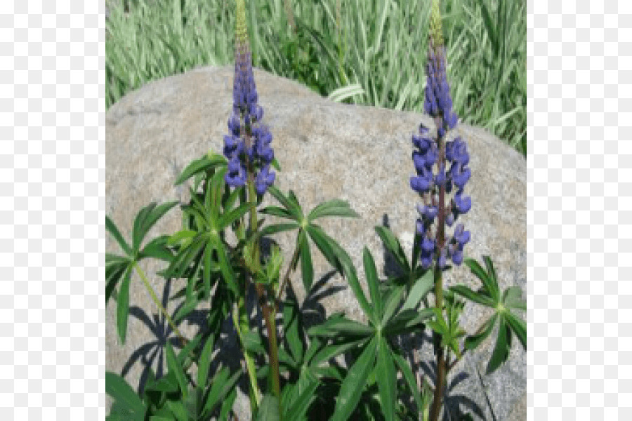 Inglês Lavanda，Bluebonnet PNG