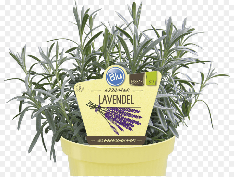 Inglês Lavanda，Erva PNG