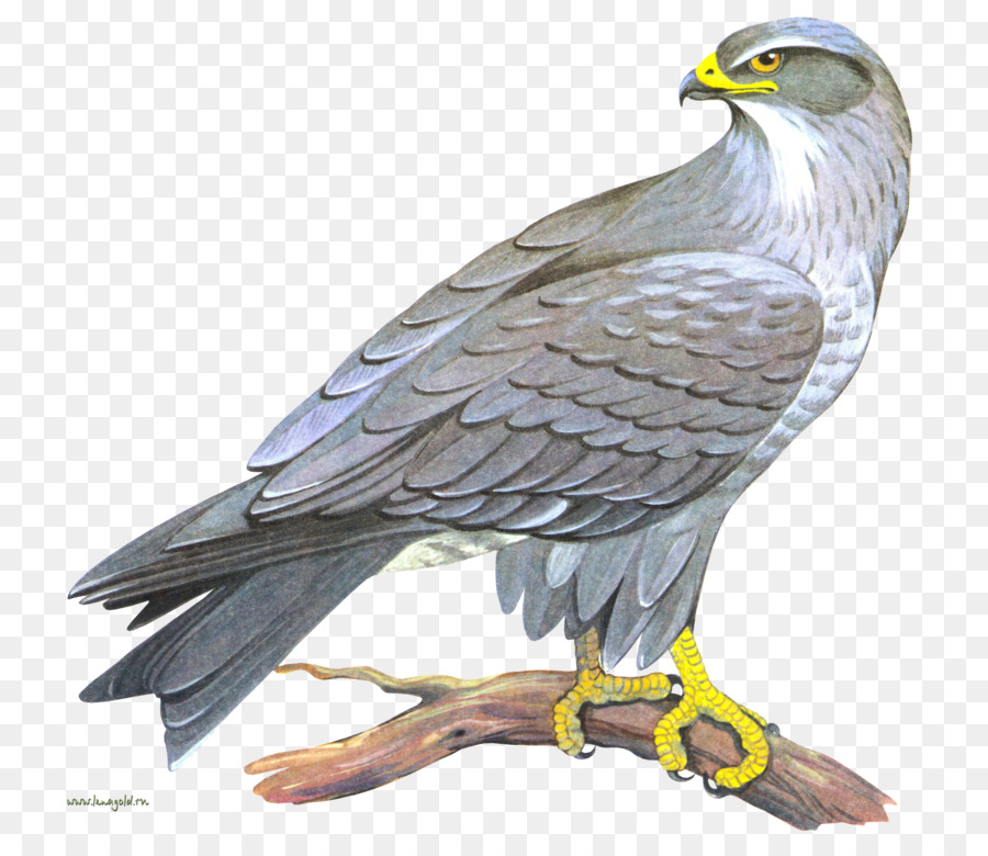 Falcão，Pássaro PNG