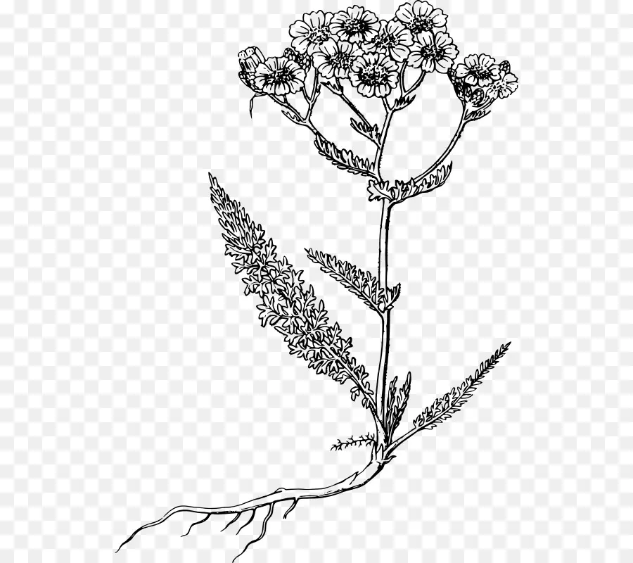 Yarrow，ícones Do Computador PNG