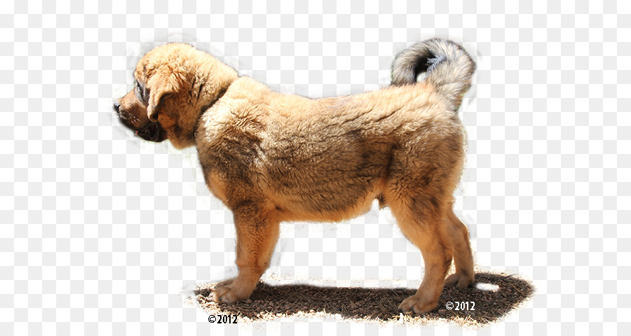 Cachorro，Bicho De Estimação PNG