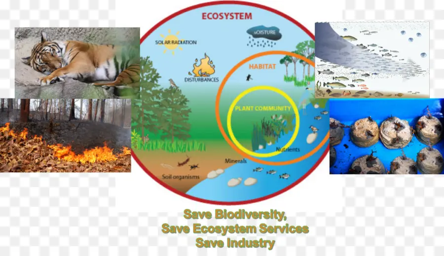 Diagrama Do Ecossistema，Biodiversidade PNG