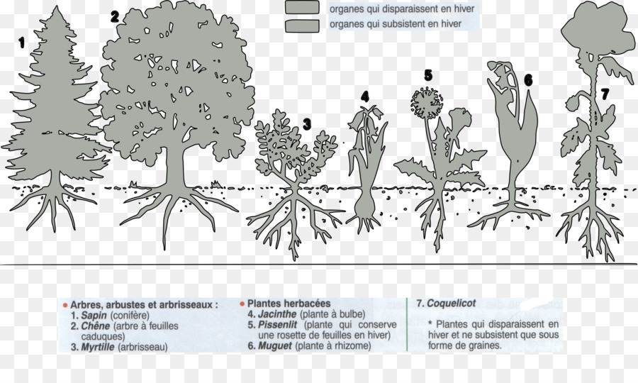 Planta Perene，Planta Anual PNG