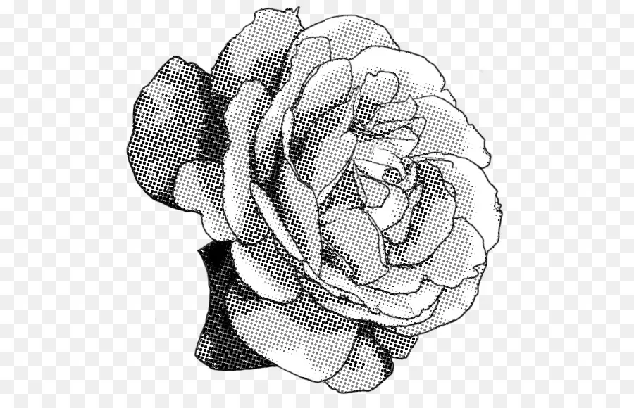 Rosa，Preto E Branco PNG