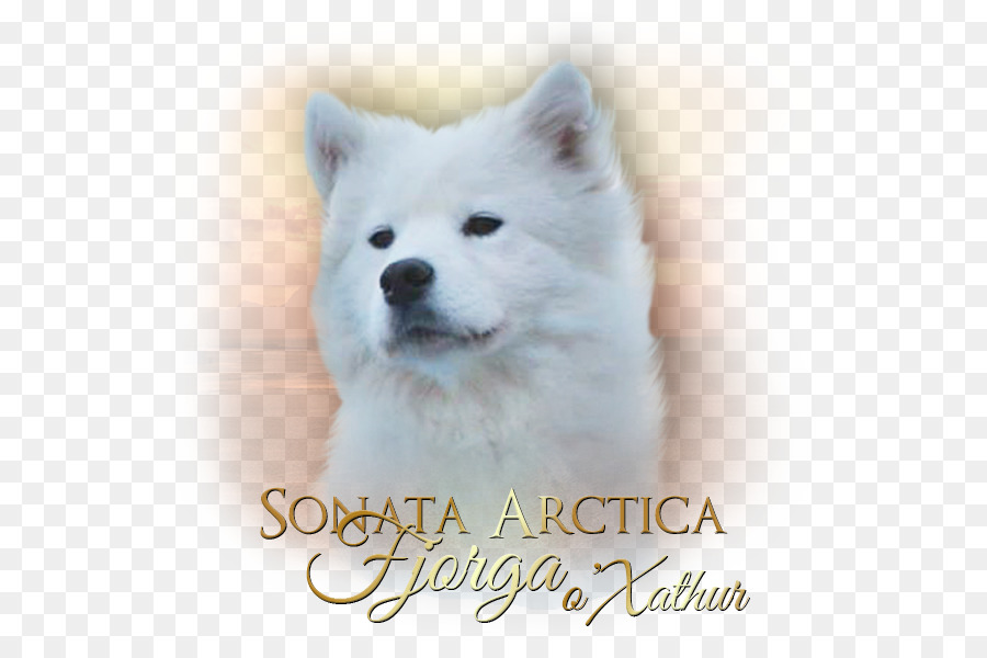 Dihäresen Apontado Médio，Dihäresen Spitz Pequeno PNG