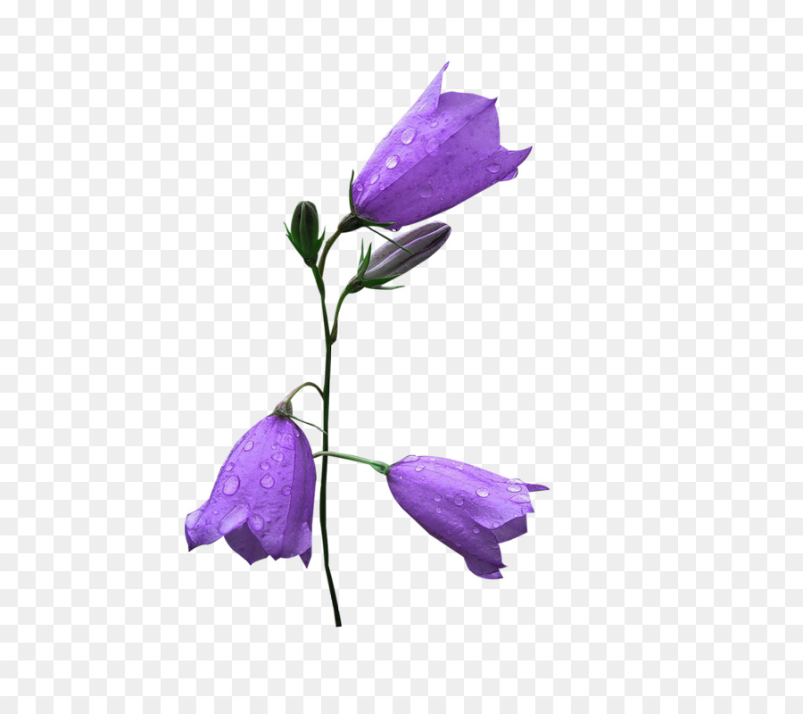 Harebell，Flor PNG