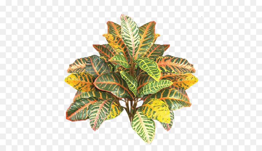 Planta Colorida，Folhas PNG