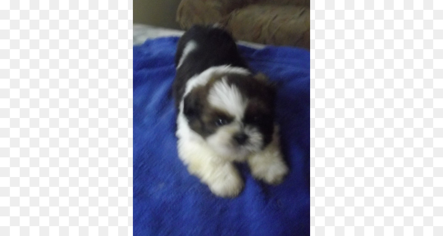 Shih Tzu，Havanese Cão PNG