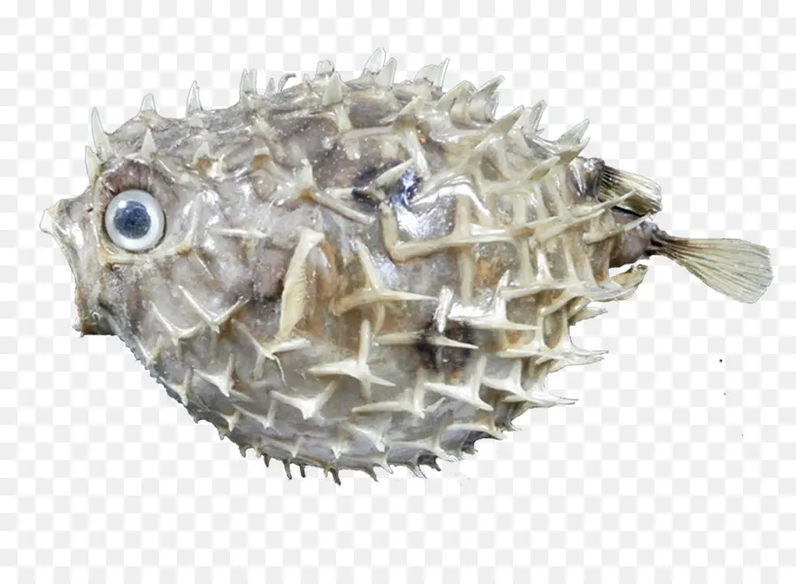 Baiacu，Peixe PNG