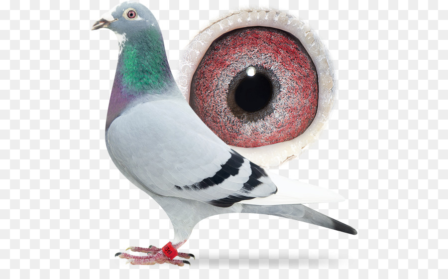 Pombo，Pássaro PNG