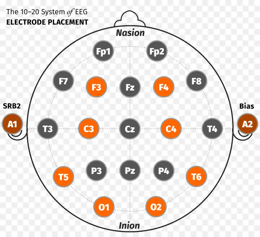 Colocação Do Eletrodo Eeg，Cérebro PNG