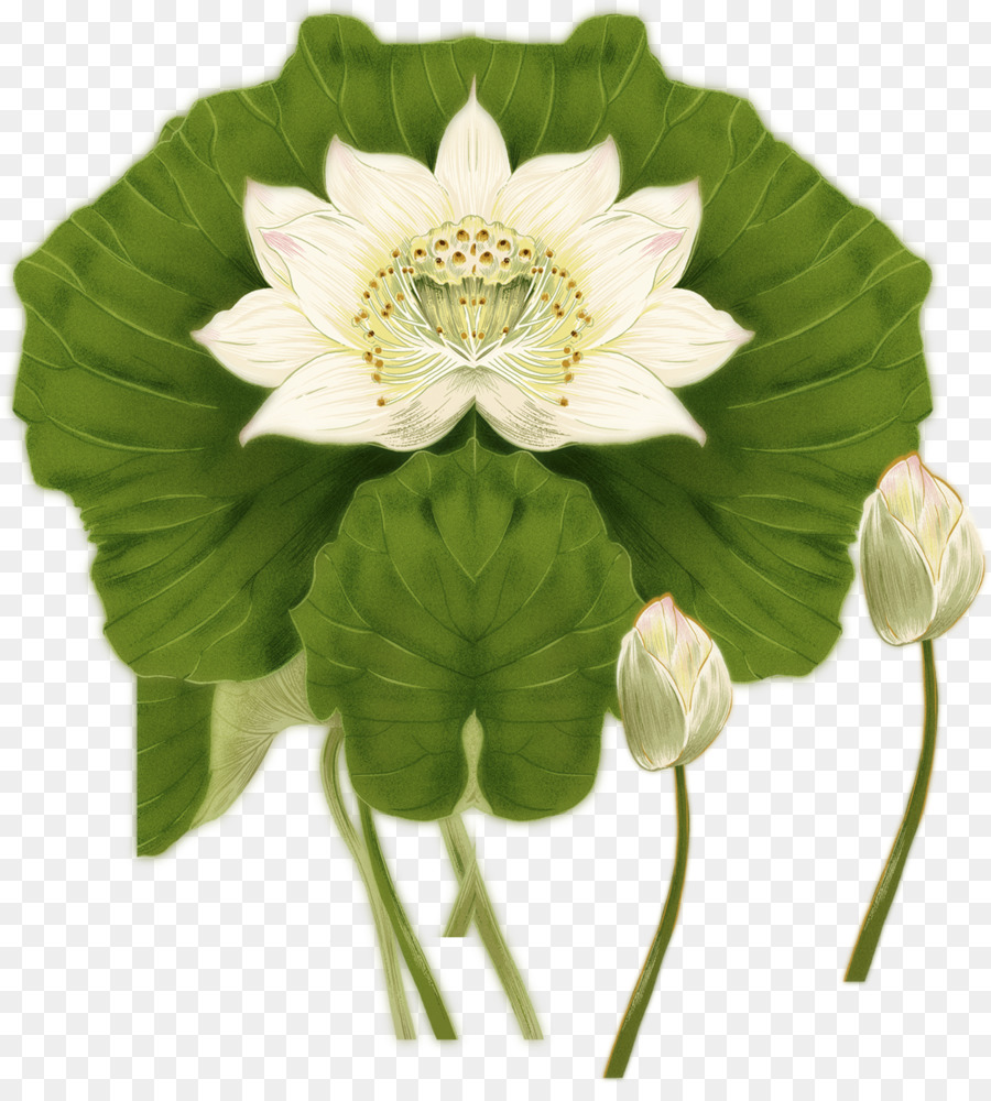 Nelumbo Nucifera，Tinta De Lavagem De Pintura PNG