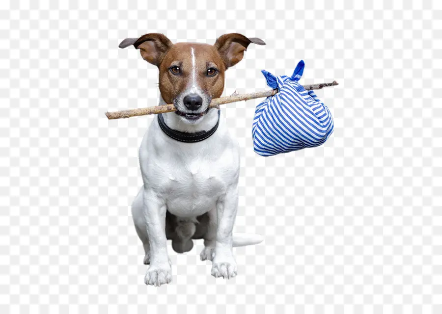 Jack Russell Terrier，Russell Terrier PNG