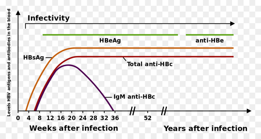 A Hepatite B，O Vírus Da Hepatite B PNG