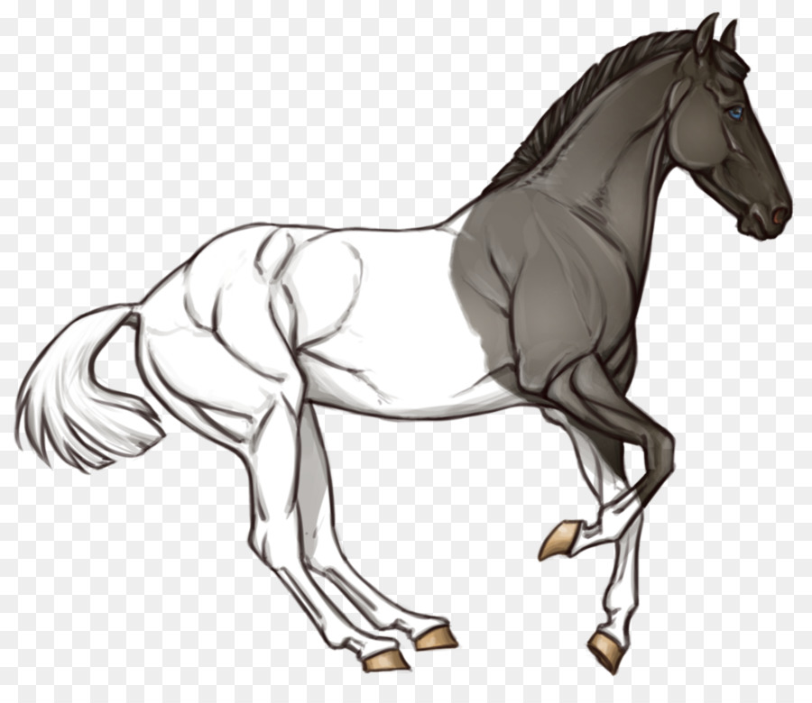 Cavalo，Equino PNG