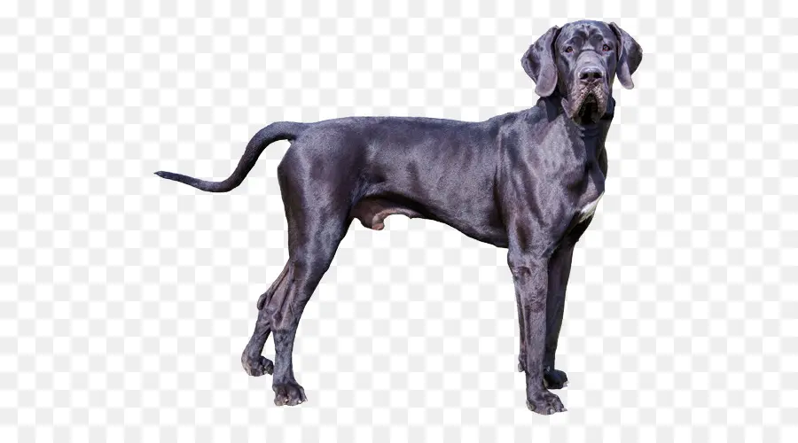 Great Dane，Idade Dinamarquês Ponteiro PNG