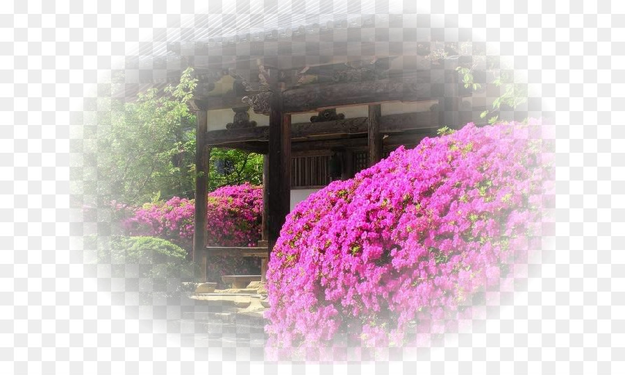 Japão，Design Floral PNG