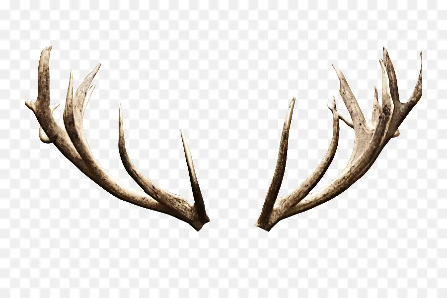 Antler，Veado PNG