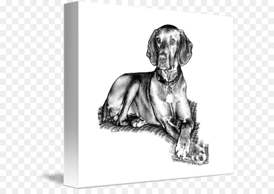 Weimaraner，Vizsla PNG