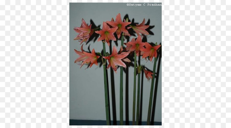 Amarílis，Jersey Lily PNG