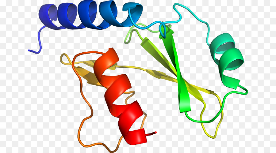 Estrutura Proteica，Molécula PNG
