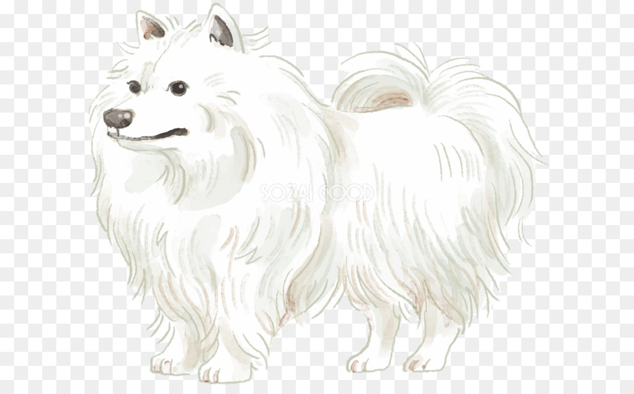 Pomeranian，Spitz Alemão Klein PNG