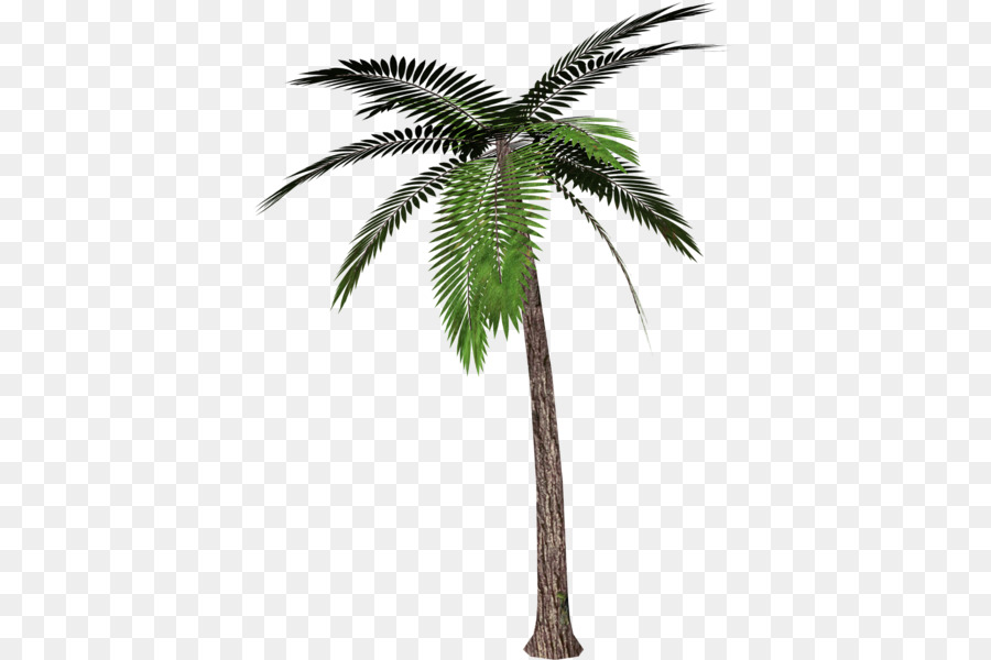 Arecaceae，árvore PNG