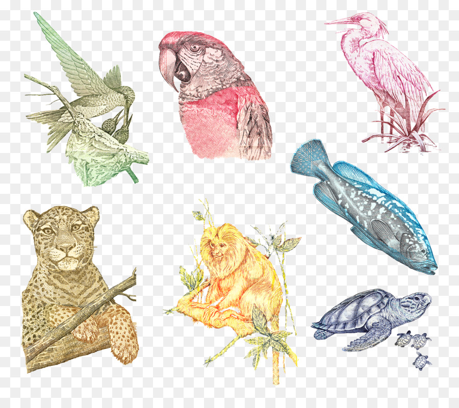 Ilustrações Coloridas De Animais，Animais PNG