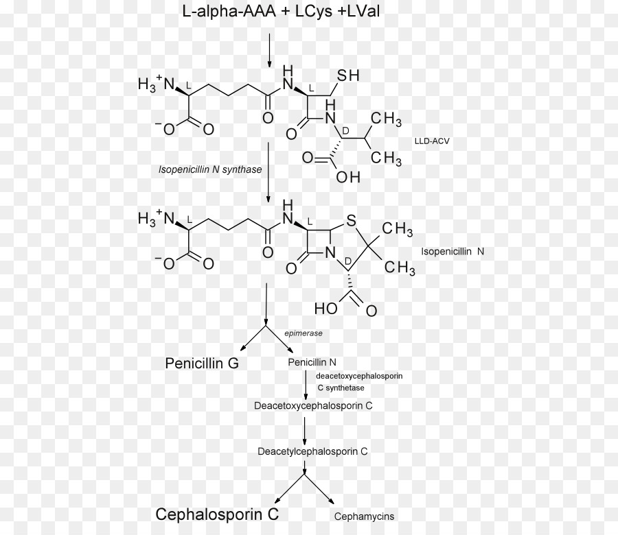 A Penicilina，Isopenicillin N Sintase PNG