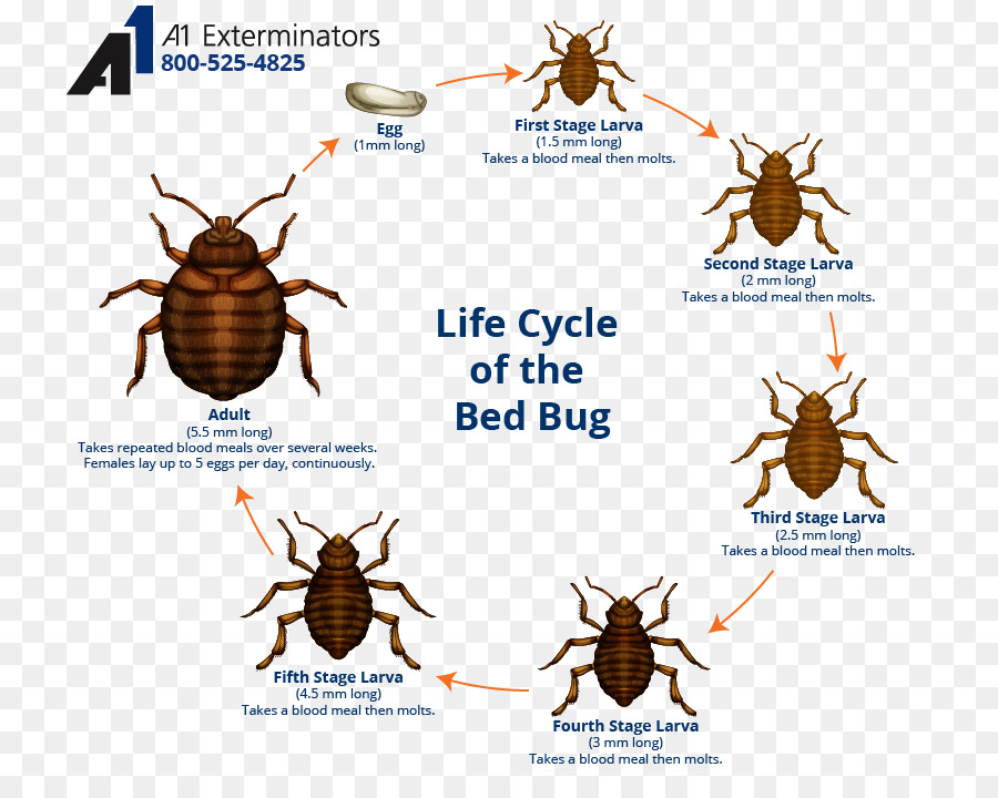 Ciclo De Vida Dos Percevejos，Insetos PNG