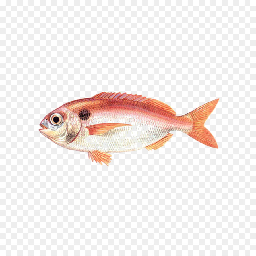 Peixe，Frutos Do Mar PNG