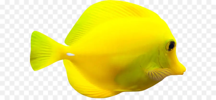 Fish，Yellow PNG