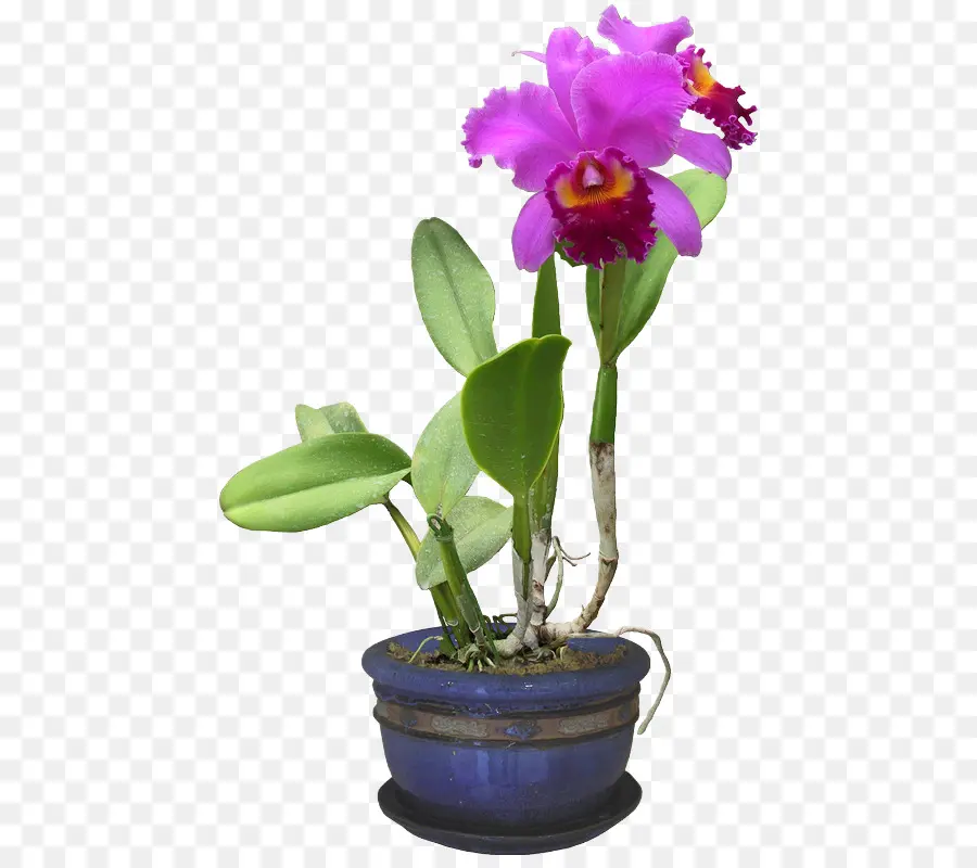 Orquídea，Flor PNG