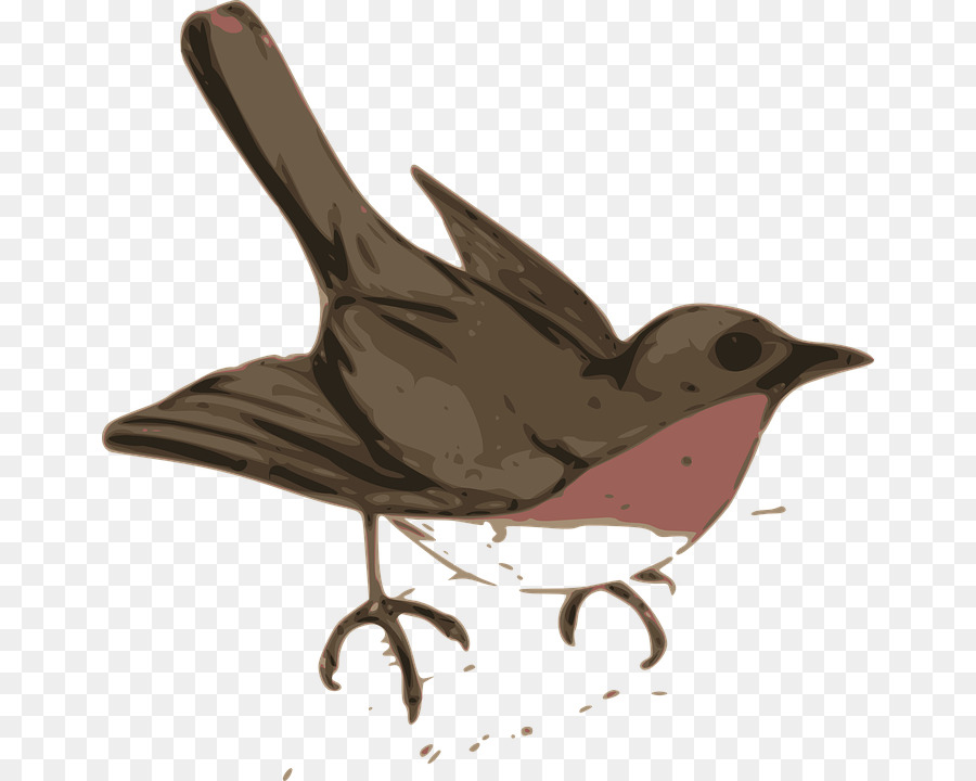 Aves，Wren PNG