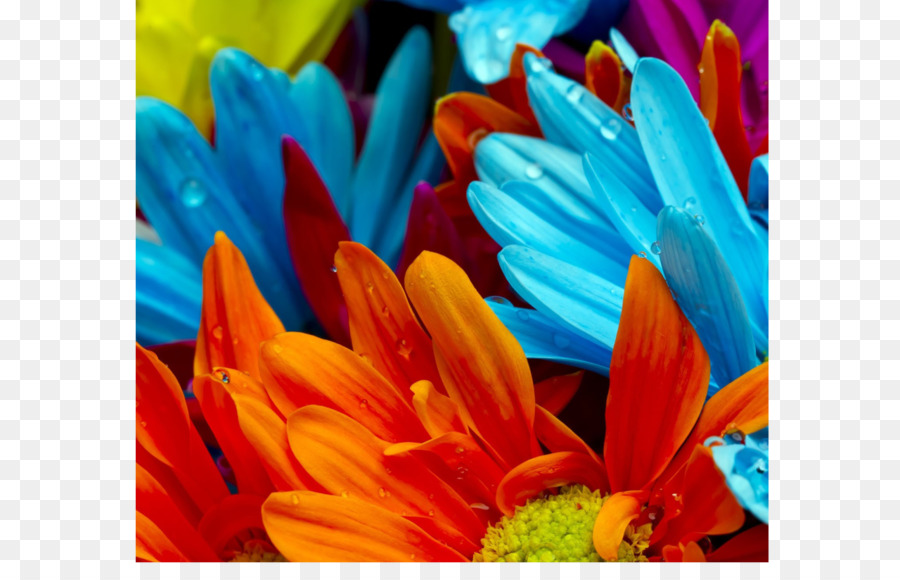 Flores Coloridas，Pétalas PNG