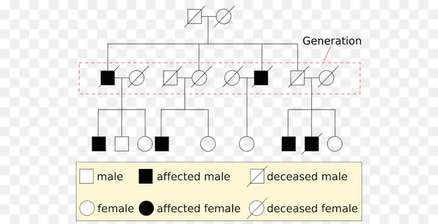 Gráfico De Linhagem，Genética PNG