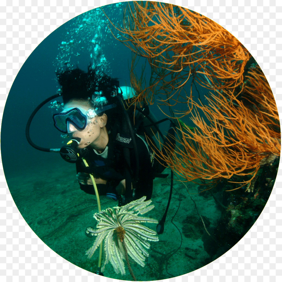 All4diving Mergulho Em Phuket Tailândia，Phi Phi Islands PNG