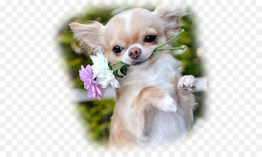 Cachorro Fofo Com Flores，Bonitinho PNG