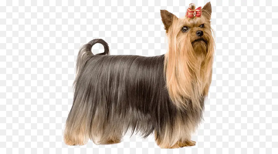 Yorkshire Terrier，Australiano Silky Terrier PNG