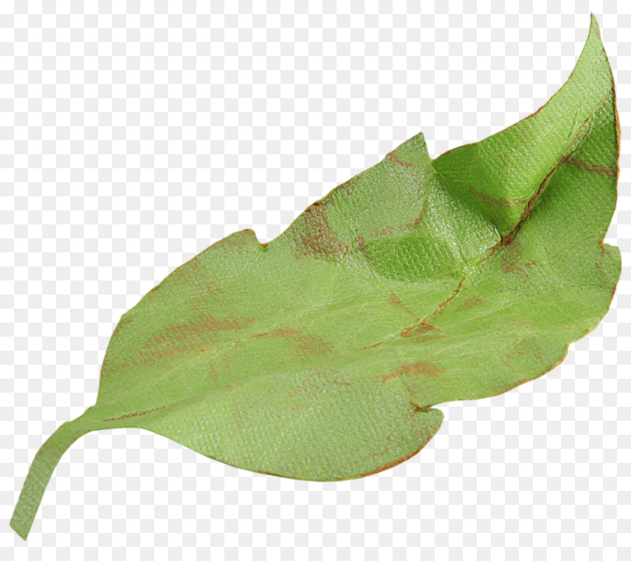 Folha Verde，Plantar PNG