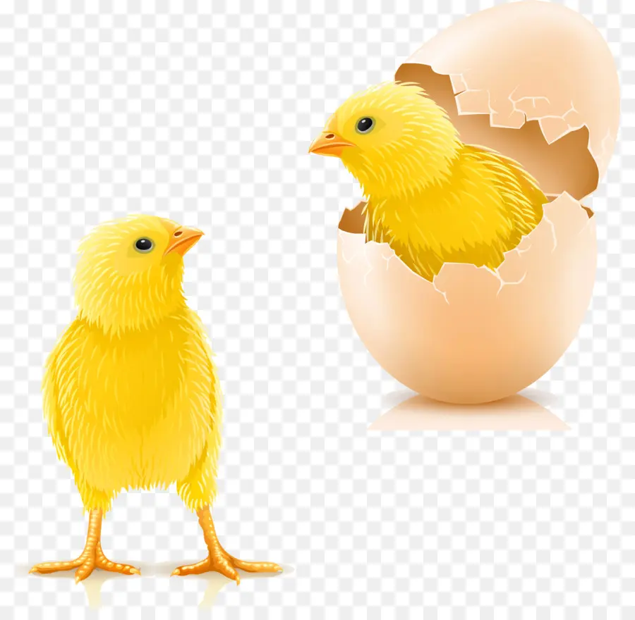 Pintinhos，Ovo PNG