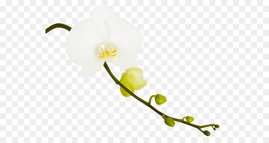 Orquídea Branca，Tronco PNG