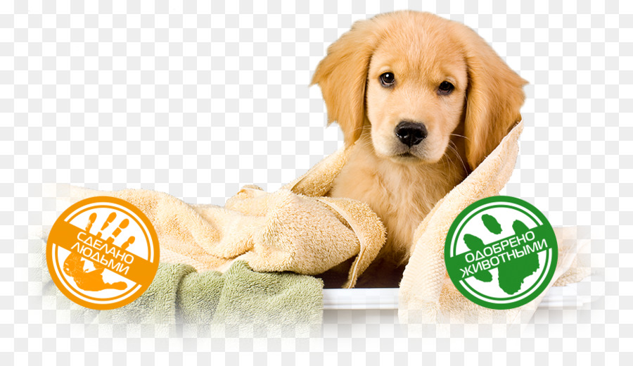 Golden Retriever，Filhote De Cachorro PNG