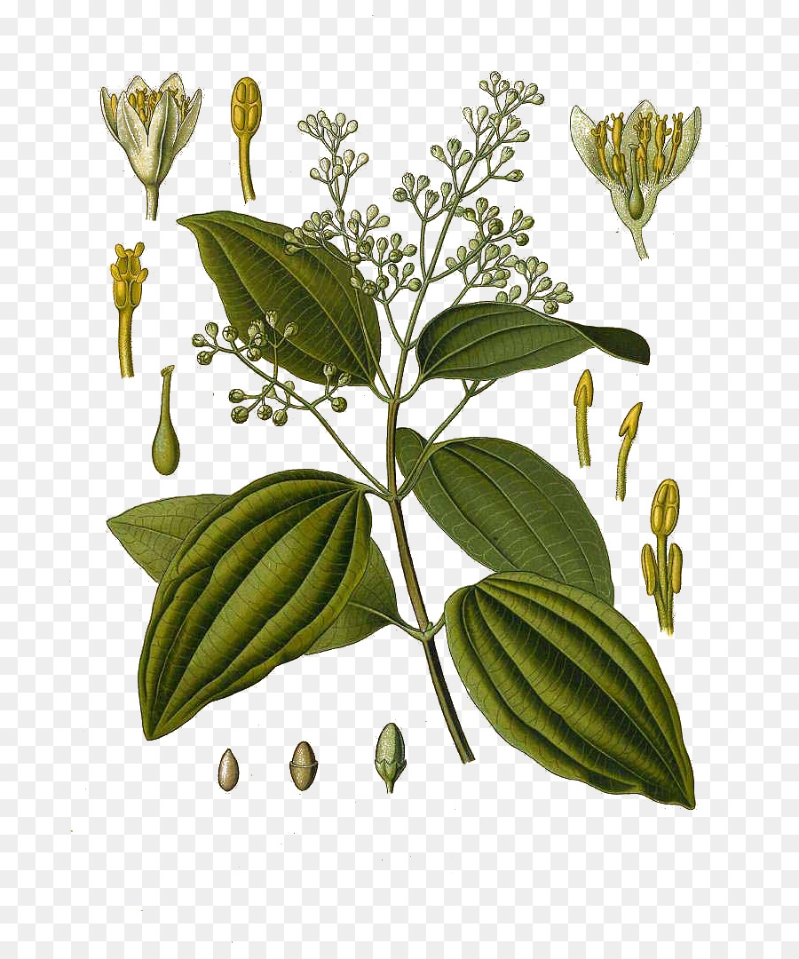 Cinnamomum Verum，Köhler As Plantas Medicinais PNG