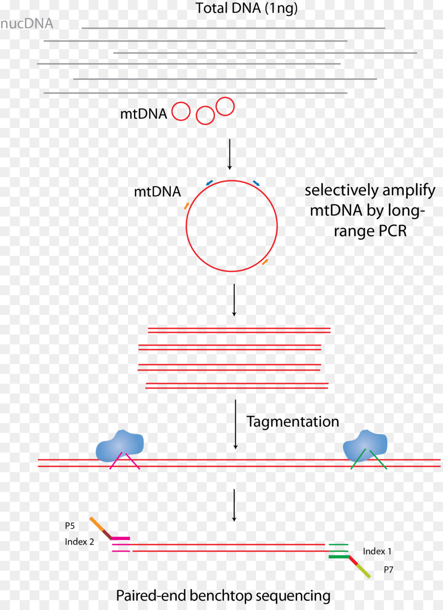 O Dna Mitocondrial，Sequenciamento De Dna PNG