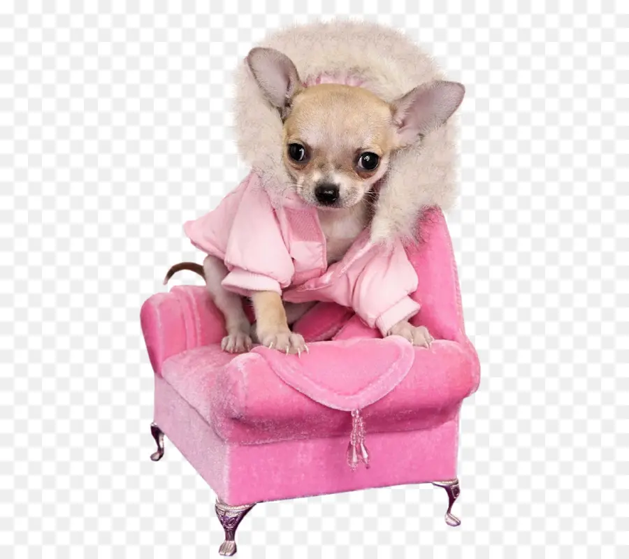 Chihuahua，Cadeira Rosa PNG